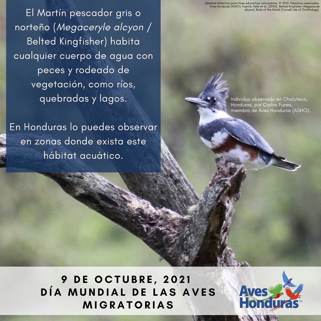 AvesHonduras's tweet photo. Los sistemas acuáticos están llenos de vida, en este caso diversidad de #aves. Hoy resaltamos algunas especies #migratorias que se pueden encontrar en estos sistemas en #Honduras.
#WorldMigratoryBirdDay #WMBD2021 #DMAM2021 #SingFlySoar #LikeABird #ForNature #BirdsConnectUs https://t.co/KnQVy6iMnA