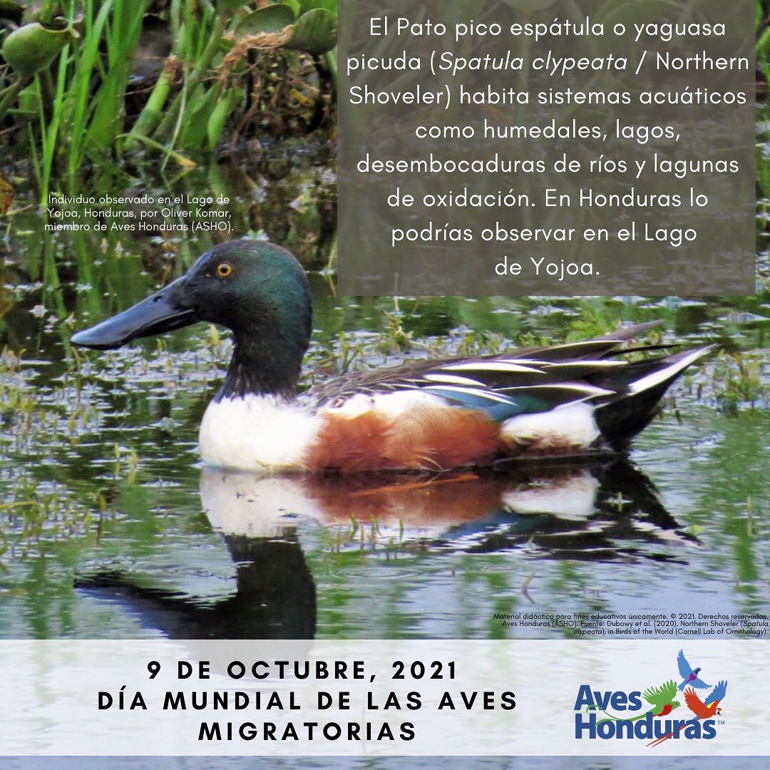 AvesHonduras's tweet photo. Los sistemas acuáticos están llenos de vida, en este caso diversidad de #aves. Hoy resaltamos algunas especies #migratorias que se pueden encontrar en estos sistemas en #Honduras.
#WorldMigratoryBirdDay #WMBD2021 #DMAM2021 #SingFlySoar #LikeABird #ForNature #BirdsConnectUs https://t.co/KnQVy6iMnA
