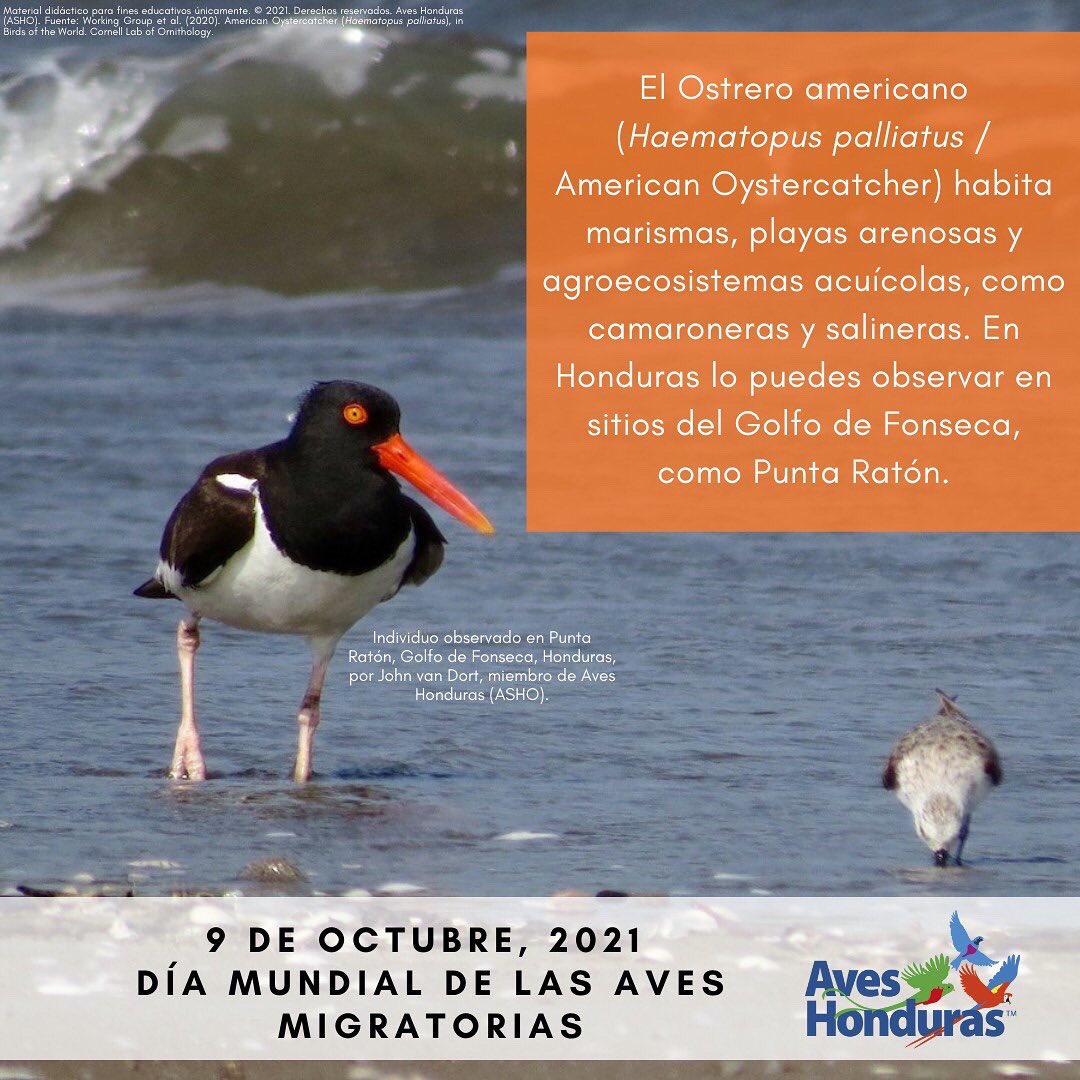 AvesHonduras's tweet photo. Los sistemas acuáticos están llenos de vida, en este caso diversidad de #aves. Hoy resaltamos algunas especies #migratorias que se pueden encontrar en estos sistemas en #Honduras.
#WorldMigratoryBirdDay #WMBD2021 #DMAM2021 #SingFlySoar #LikeABird #ForNature #BirdsConnectUs https://t.co/KnQVy6iMnA