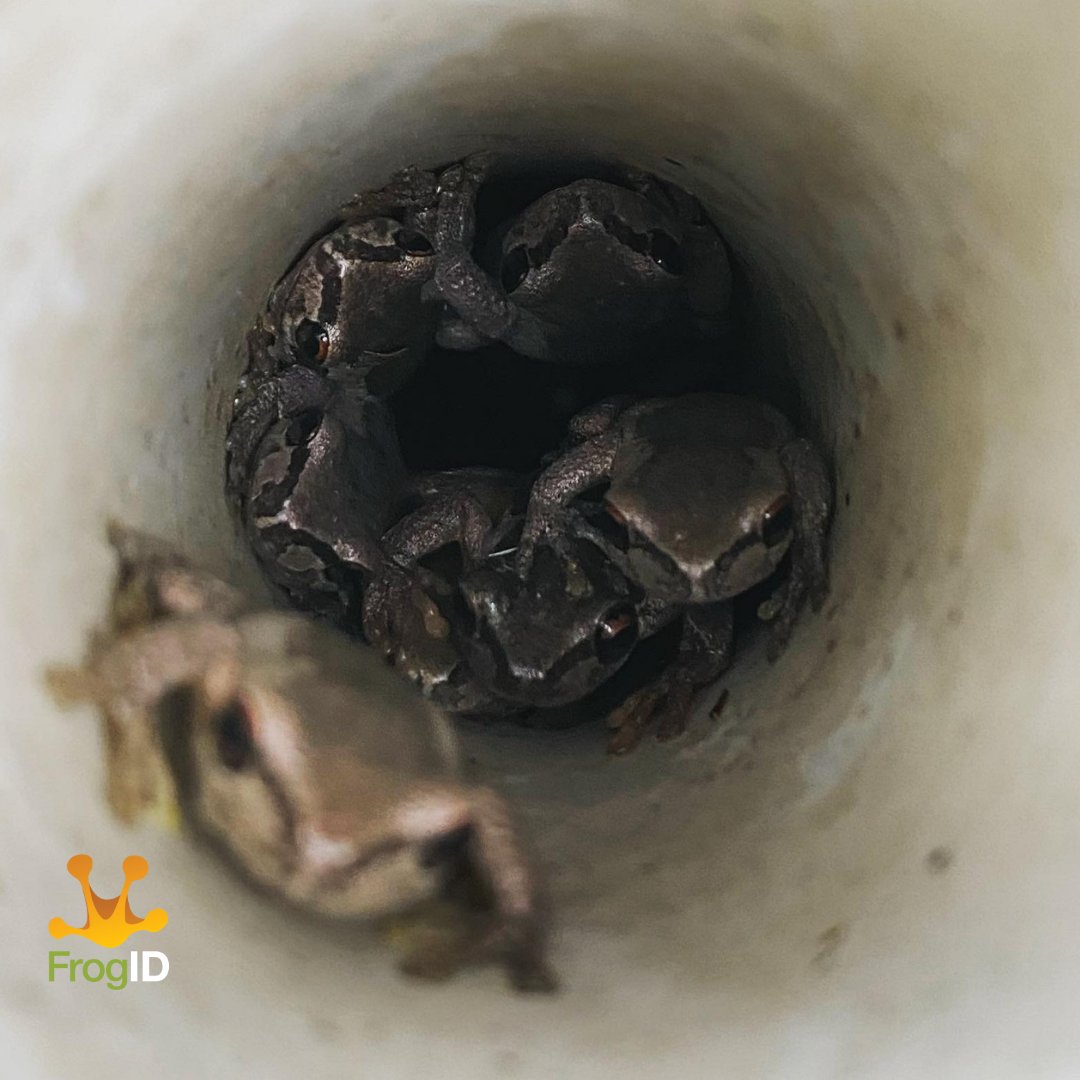 An army of Bleating Tree Frog (Litoria dentata) have taken over this strawberry planter pipe 🍓🐸
Find out more about this species and other Australian frogs on the FrogID app frogid.net.au/frogs/litoria-…

📷: Jenni Bate

#FrogFriday #FrogID