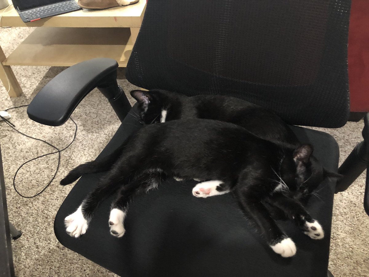 murray_langdon's tweet photo. Operation Office Chair: commandeer complete. #cats #catsofintsagram #blackcats #office #work #remote #yyj https://t.co/BSs2GvJIW9