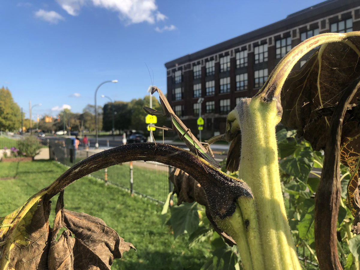 bennett_mca's tweet photo. We had a visitor in our school garden today…. A praying mantis! https://t.co/Jozd8e5KLM