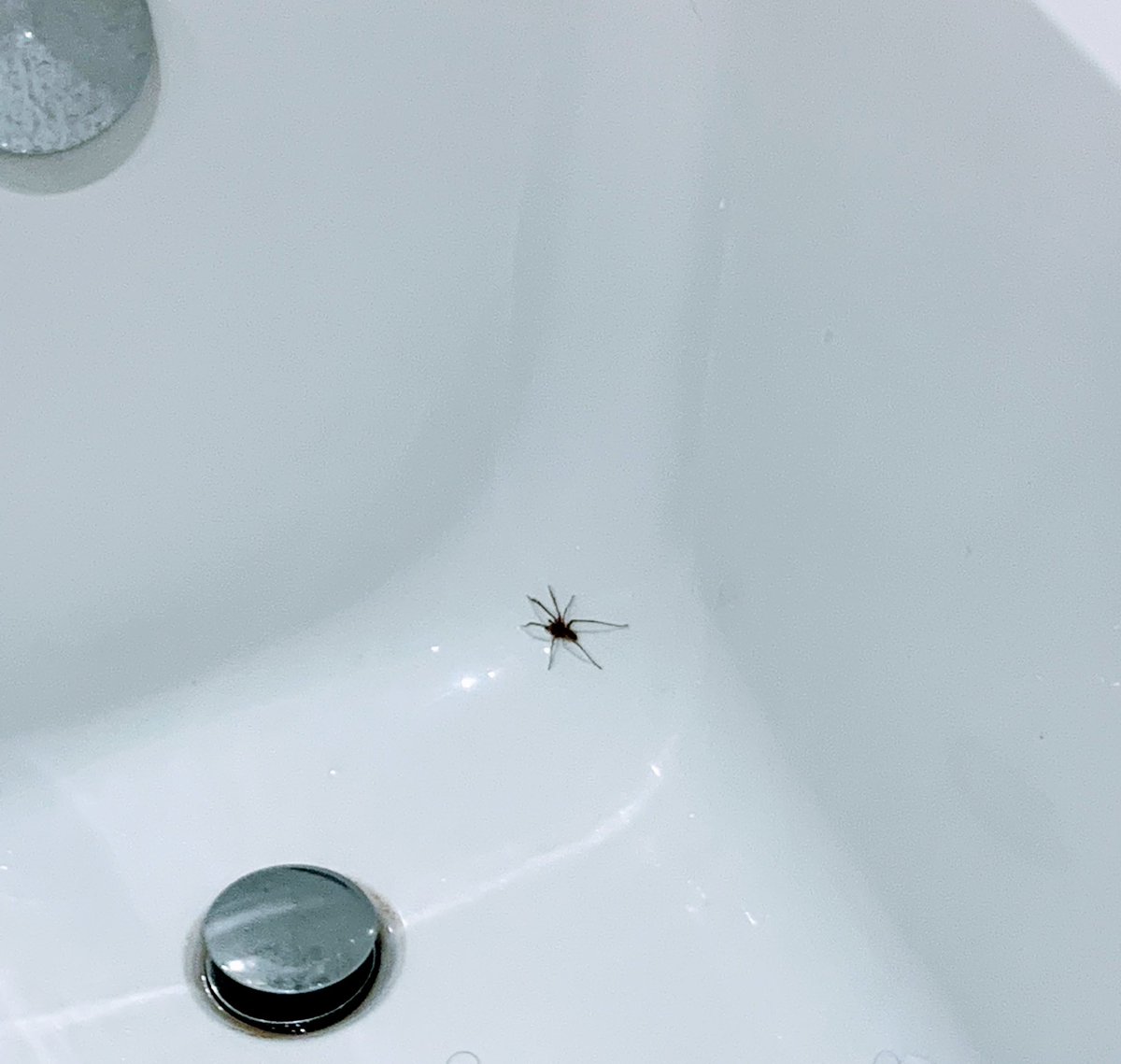 TheNetworkingM1's tweet photo. Giant spider in my bath! Now what? It’s going to be a long standoff. #spidersense #spidy #spider https://t.co/3Jjs7xQFL6