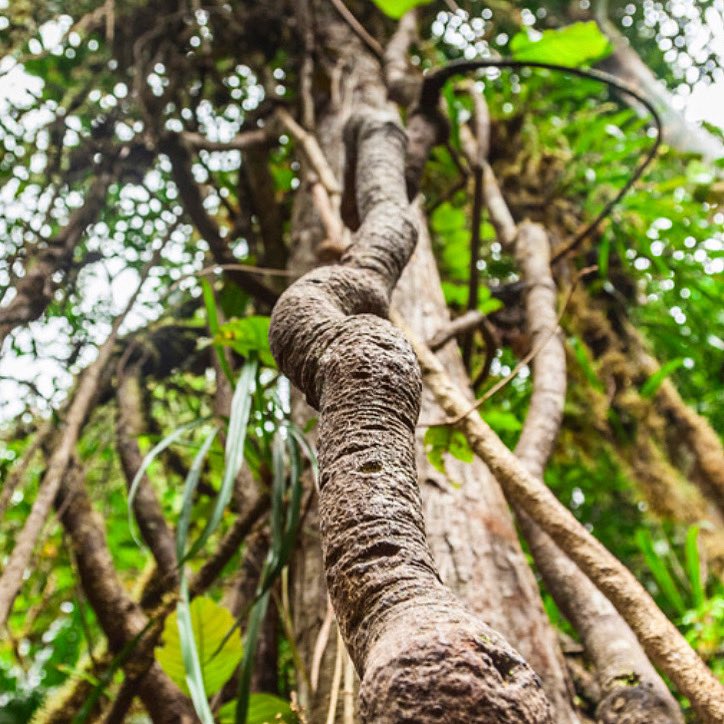 This plant is often referred to as 𝗧𝗵𝗲 𝗩𝗶𝗻𝗲 𝗼𝗳 𝘁𝗵𝗲 𝗦𝗼𝘂𝗹, 𝘁𝗵𝗲 𝗦𝗽𝗶𝗿𝗶𝘁 𝗩𝗶𝗻𝗲 and even an “𝗜𝗻𝘁𝗲𝗴𝗿𝗶𝘁𝘆 𝗥𝗲𝗳𝗲𝗿𝗲𝗲” ⭐️
(by Jorge Ferrer in the most recent Mangu.TV podcast) 
Watch: “𝗜𝗰𝗮𝗿𝗼𝘀: 𝗔 𝗩𝗶𝘀𝗶𝗼𝗻”
New Film 🌿