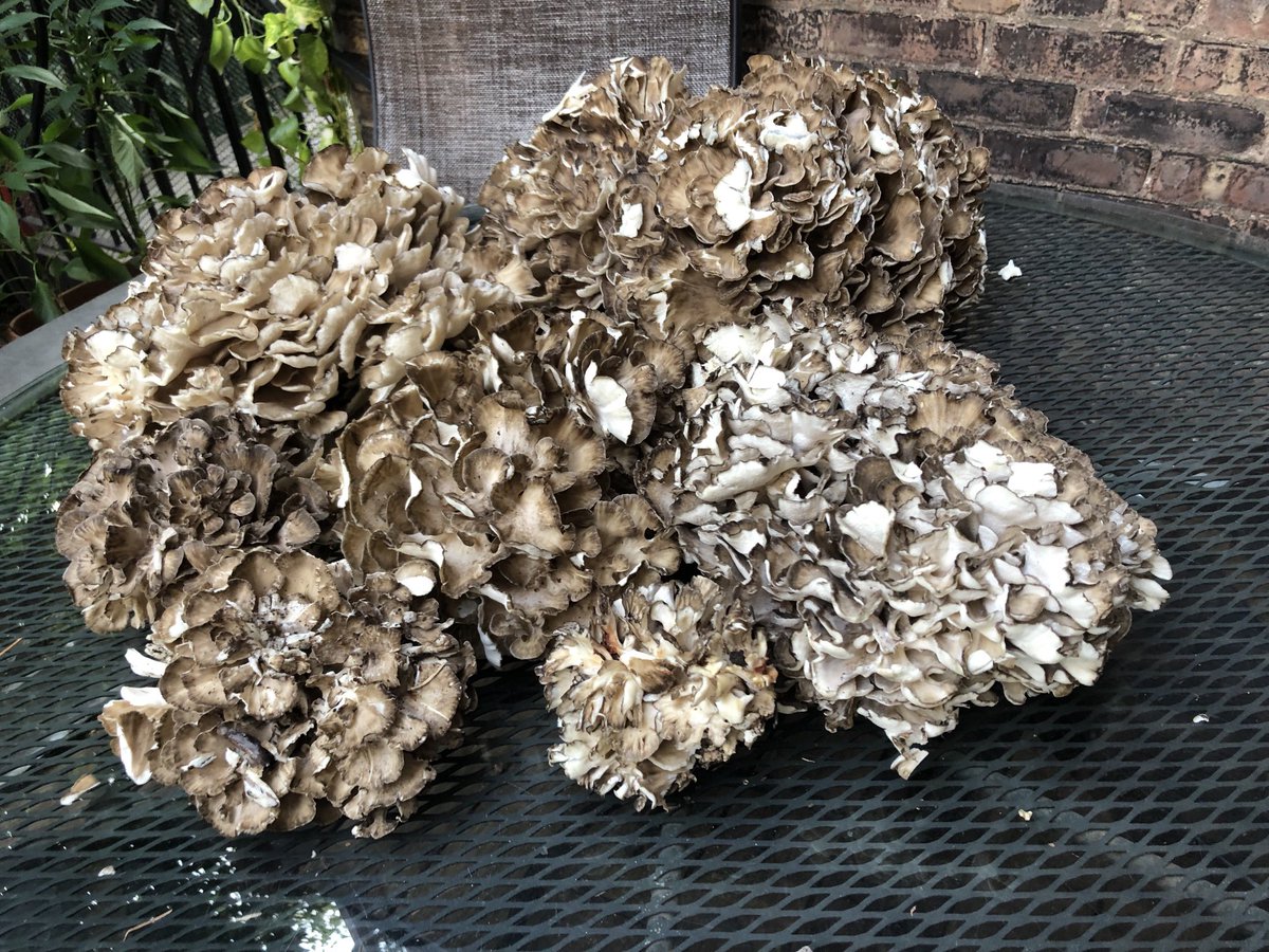 Grifola frondosa aka Maitake overflowing bounty from #centralpark #nyc