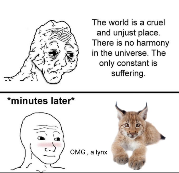 LynxesDaily tweet picture