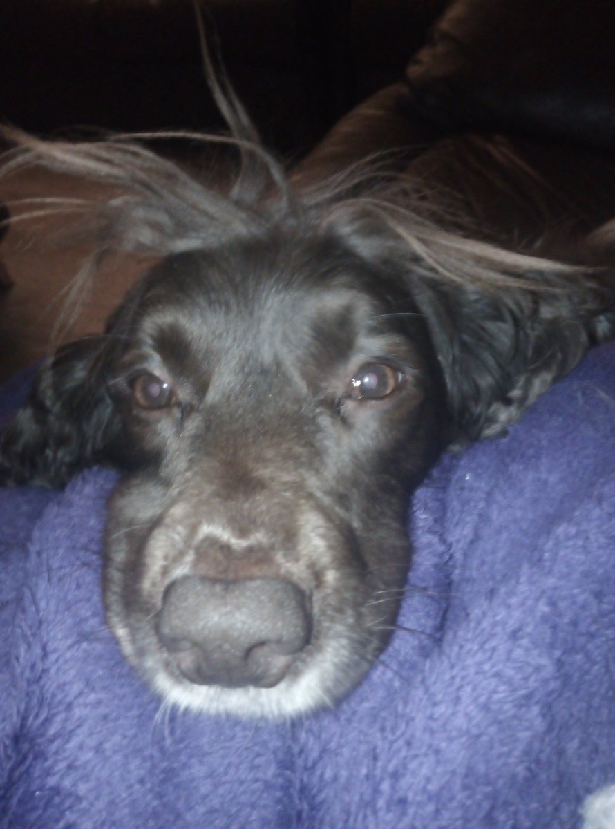 Staceyboo86's tweet photo. @BootstrapCook My cheeky springer Lola rocking her bedhead 😁 https://t.co/CSTr6ERhLp