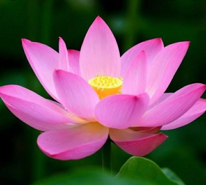 lashes_justine's tweet photo. #bloom #2021 https://t.co/no1KnCQrOg
