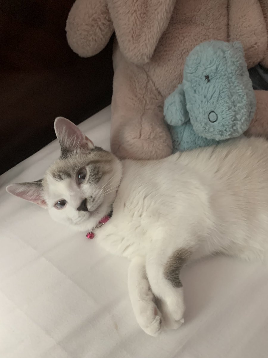 SarahSKhan4's tweet photo. @thekittenwinksy #superchibi https://t.co/MvDeL3pljV