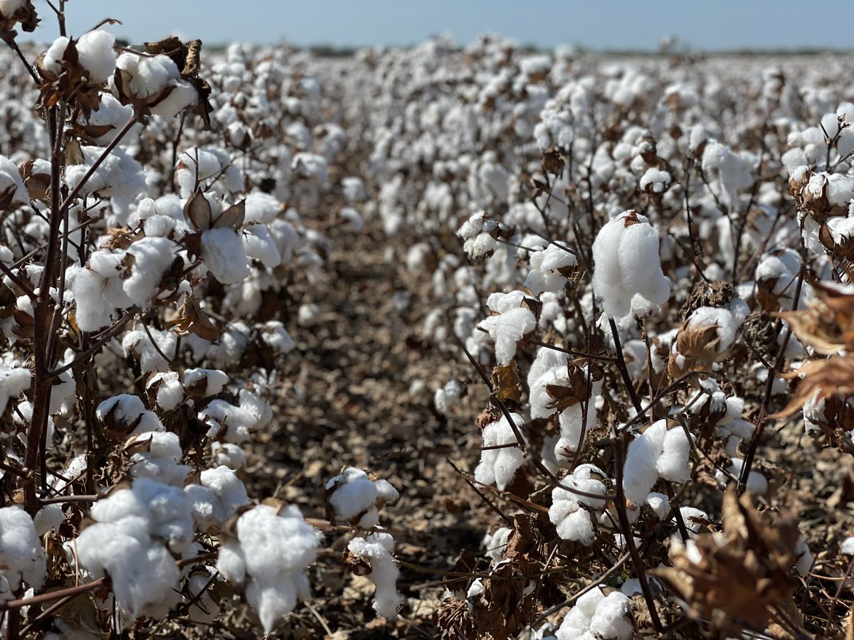 #worldcottonday <a href="/PhytoGenCotton/">PhytoGen Cottonseed</a> <a href="/corteva/">Corteva Agriscience</a> #phy400 #thrivewithphytogen