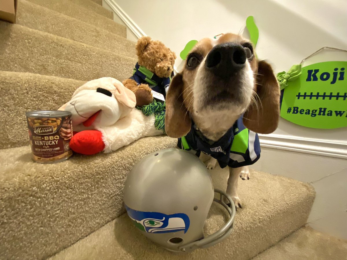 MurphyBeagle's tweet photo. Let’s see if it works again. #beaghawk #beaghawks https://t.co/0msIGcFNIk