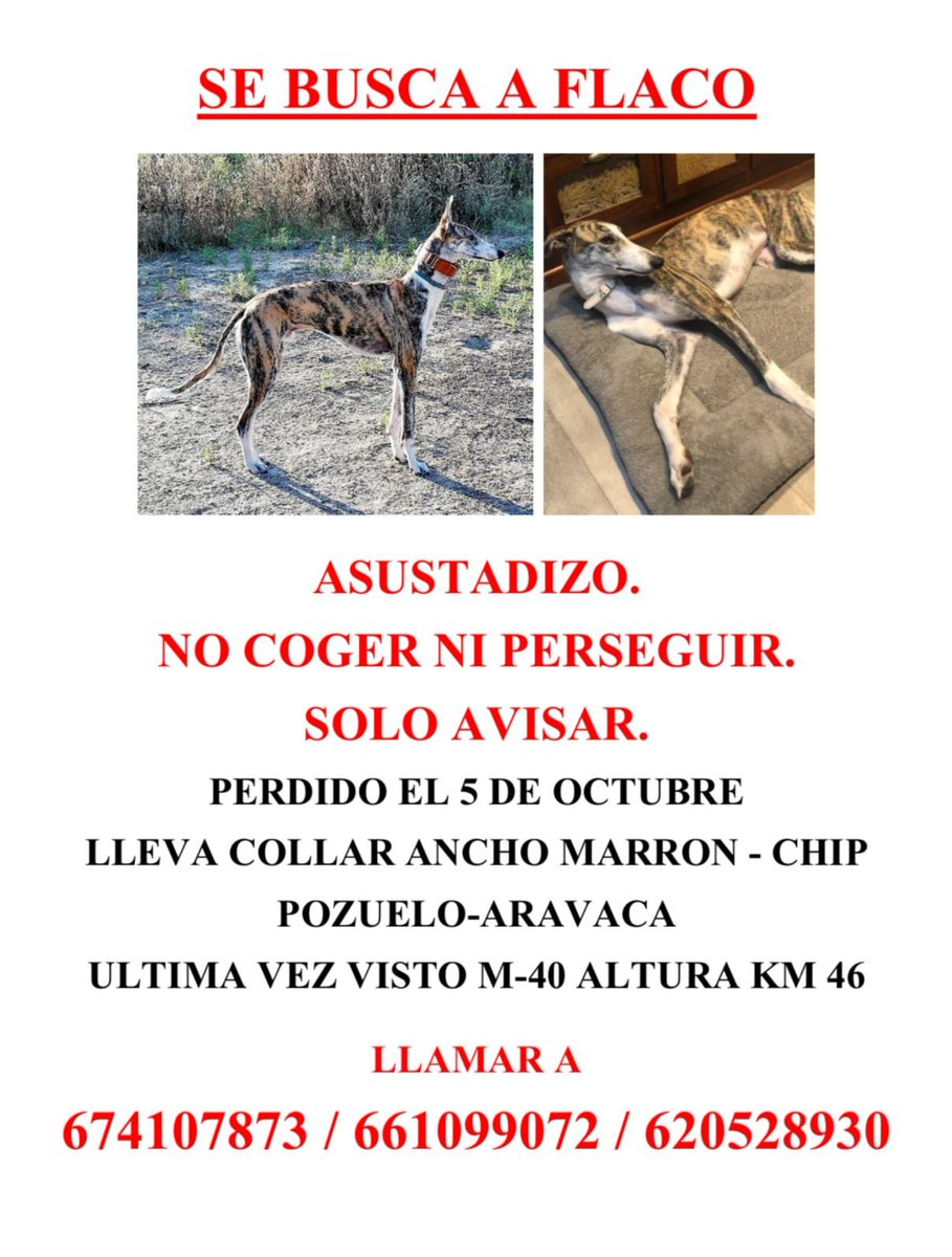 Creen que puede estar en #ElPardo o el monte. ¿Lo has visto? elpardo.net #perroperdido