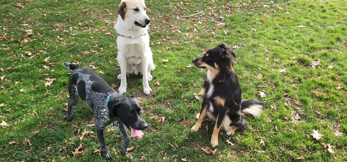 Becker MN Dog Park (@BeckerDogPark) / Posts / X