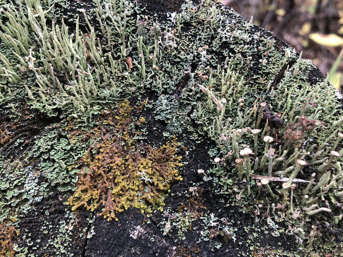 ClaireH413's tweet photo. I wonder, if you put a bunch of rotting logs in a garden, would you be able to create a lichen wonderland? Or is it the nature of these treasures to be rare blessings? https://t.co/3ww8Nfw3qW