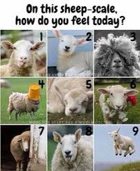 dhanname's tweet photo. @StHKLETMalise @StHK_LE_Lisa @StHK_LE @DrAndrewRowland @heypatchwork @laurf29_ @OliviaM1995 THANK YOUU! Really glad everyone enjoyed it as much as we did!!! 

Feeling like a strong 5 on the sheep scale but everyone’s feedback is making me feel like a 9!!! 😅😝 https://t.co/wI3wcFPhl0