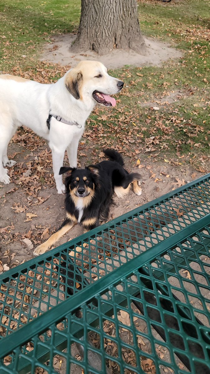 Becker MN Dog Park (@BeckerDogPark) / Posts / X