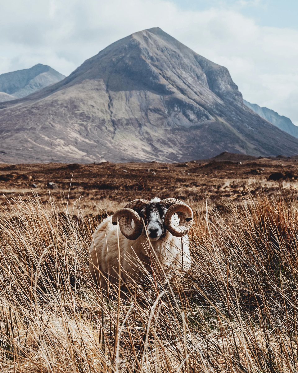 Adam_Firman_'s tweet photo. Life in the highlands of Scotland https://t.co/f1yMvBJ7nZ