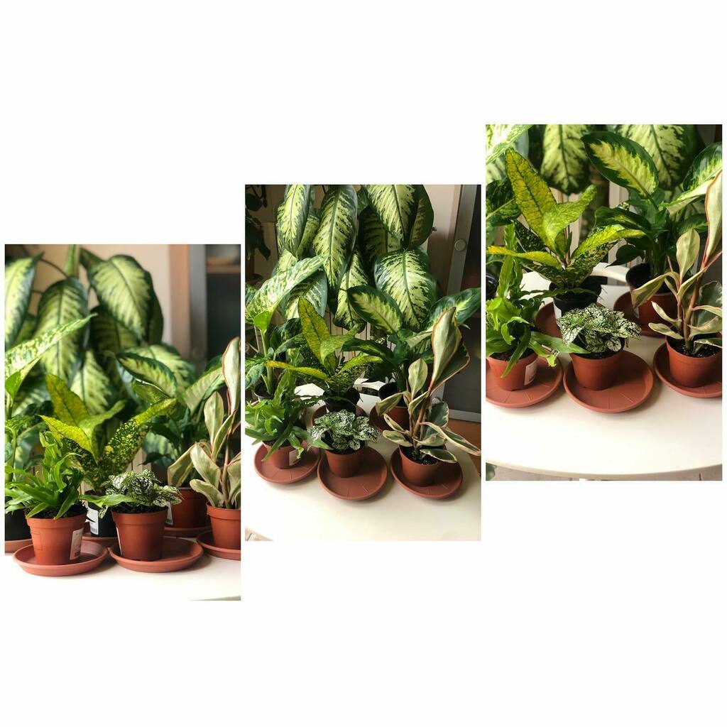 PiramideRossa's tweet photo. La #famiglia si #allarga…le ho comprate oggi è già vorrei vederle grandi. Sono molto belle 😍 https://t.co/3HBY64xhHM https://t.co/RHJtPFognr