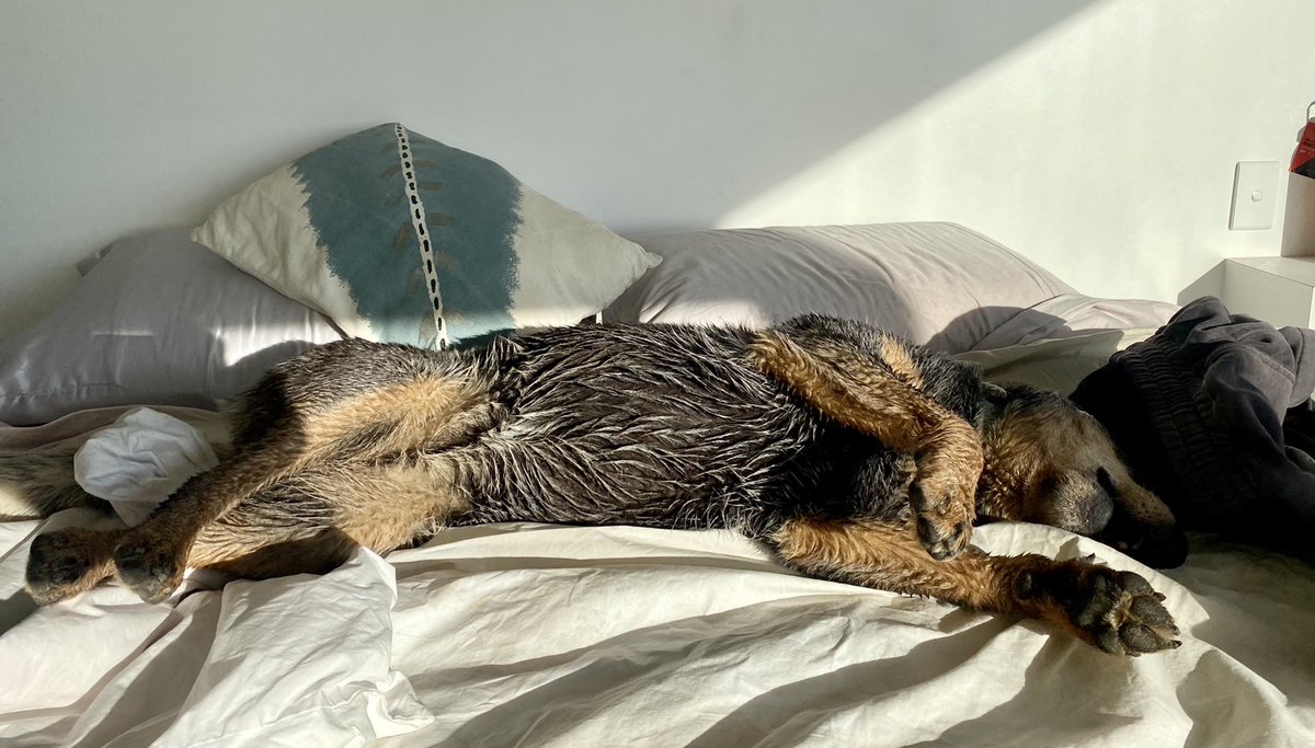 CallissClan's tweet photo. Wet dog on the bed - good one, #Wally.
Thankfully it looks like being a good washing day 🙄 https://t.co/7xtBknNfAA