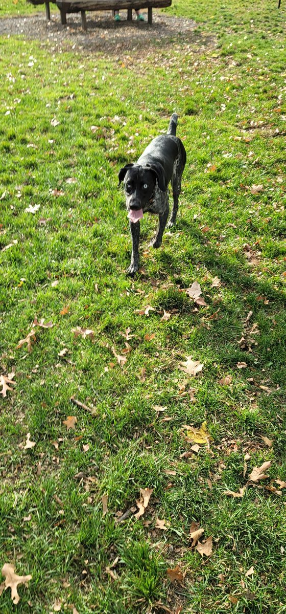Becker MN Dog Park (@BeckerDogPark) / Posts / X