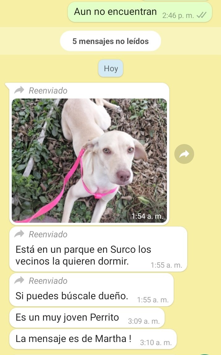 incondic_peru's tweet photo. #AYUDA 
NOS INDICAN QUE LA QUIEREN DORMIR!
Está en el Parque Sereno en #Surco, nos indica que los vecinos han amenazado con dormirla. Por favor alguien que le pueda dar hospedaje y así la ponen en adopción. 
#HospedarSalvaVidas
#Ayuda
@Carlo_Angelesm @anajarav @vanessasaba75 https://t.co/IdRPZzcUMD
