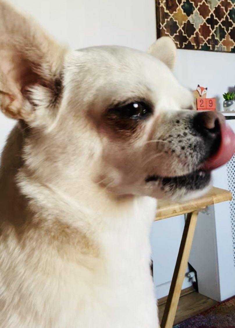 helmslou's tweet photo. @shinysiany Someone’s jealous Sian lol ❤️X #DogsofTwittter #thatlooksdelish #lickinghislips #doggiefood #treats https://t.co/CRavX5rpYY