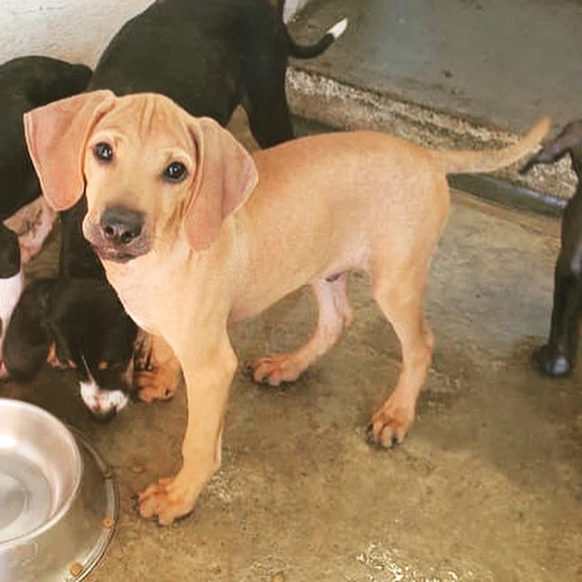 greek harehound is a mixed breed