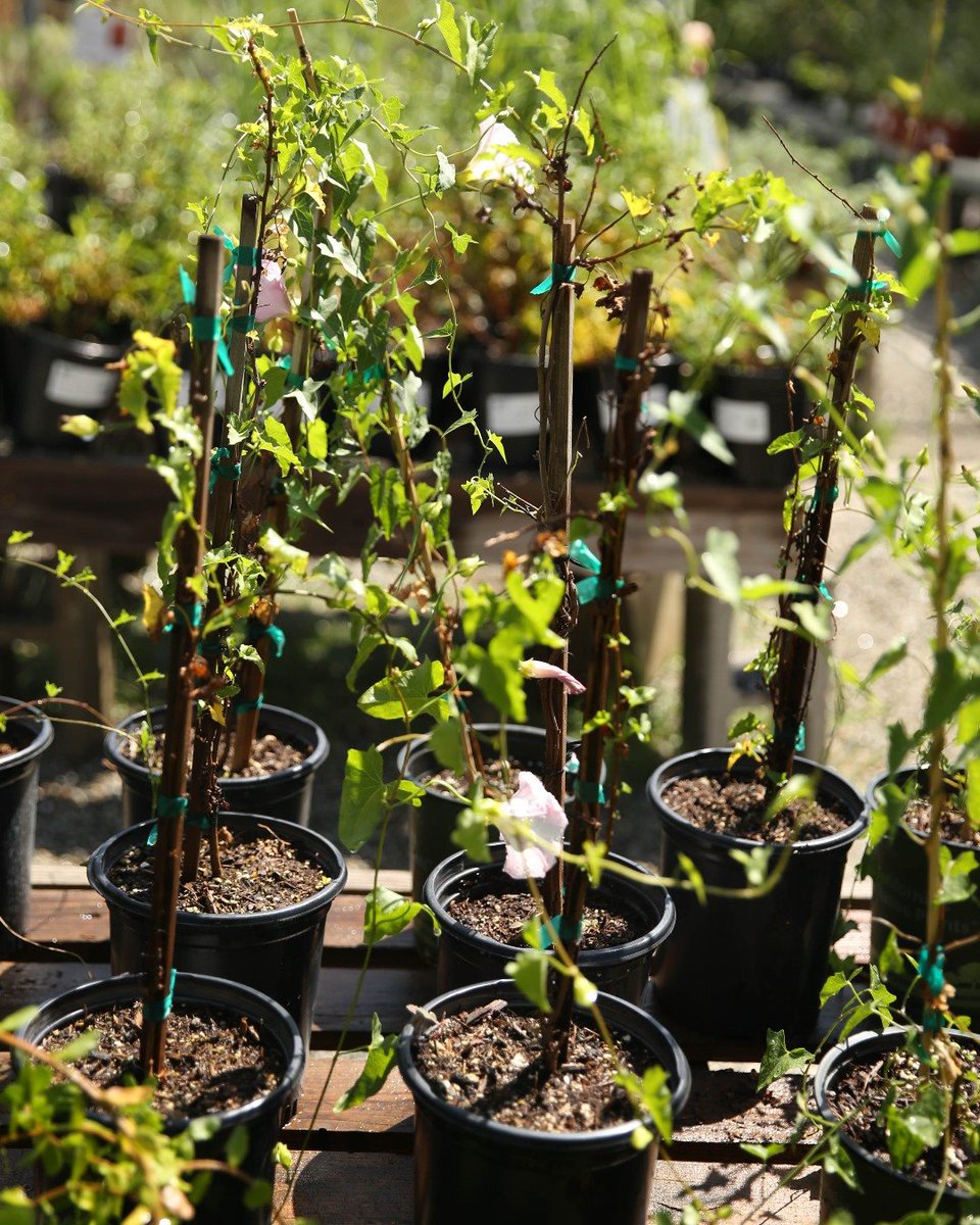 calbg_gnn's tweet photo. Grow Native Nursery re-opens for in-person shopping next weekend!

Click here to view opening weekend details: https://t.co/jMMHNPY05Y https://t.co/H2Vkd37jah