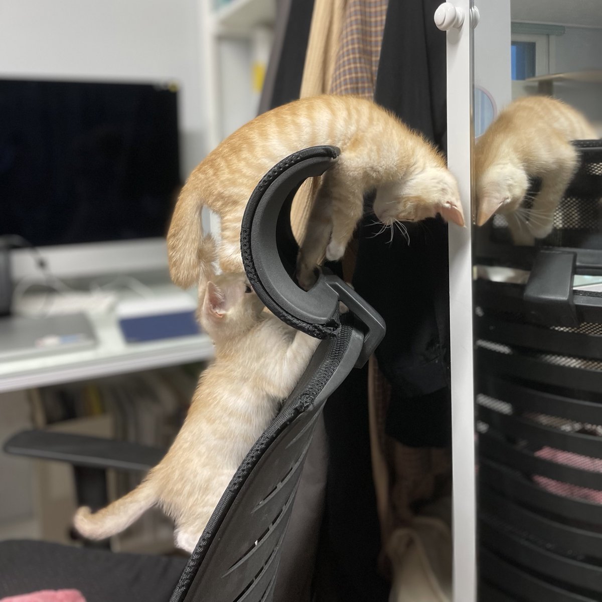 왜..캣타워 놔두고…거기서 노는건지 물어봐도 될까?