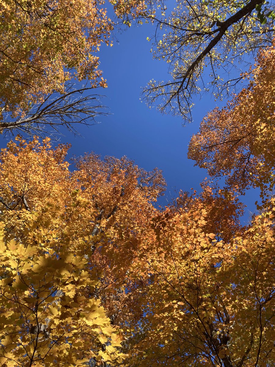 calliejoygraf's tweet photo. I’d give anything to be home under the trees with my best friend right about now. https://t.co/azIscgkD1r