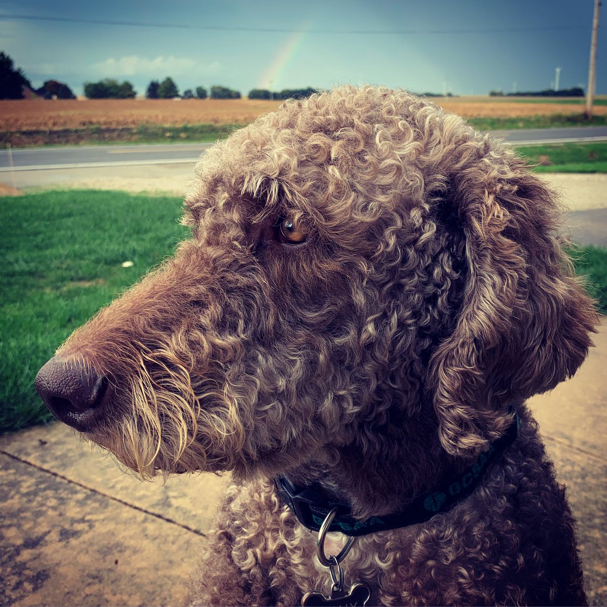 fatdogjog's tweet photo. Well, darlin’, I’ve been tryin’ to tell ya, that there’s always been a rainbow hangin’ over your head. 🌈 🐶  #rainbow #rainyday #herecomesthesun #fatdogjog #exercisewithadog #labradoodles #labradoodlesoftwitter #dogsoftwitter #dogsofturf #lawdogs #workfromhomedogs https://t.co/nV7Rg1XDcZ