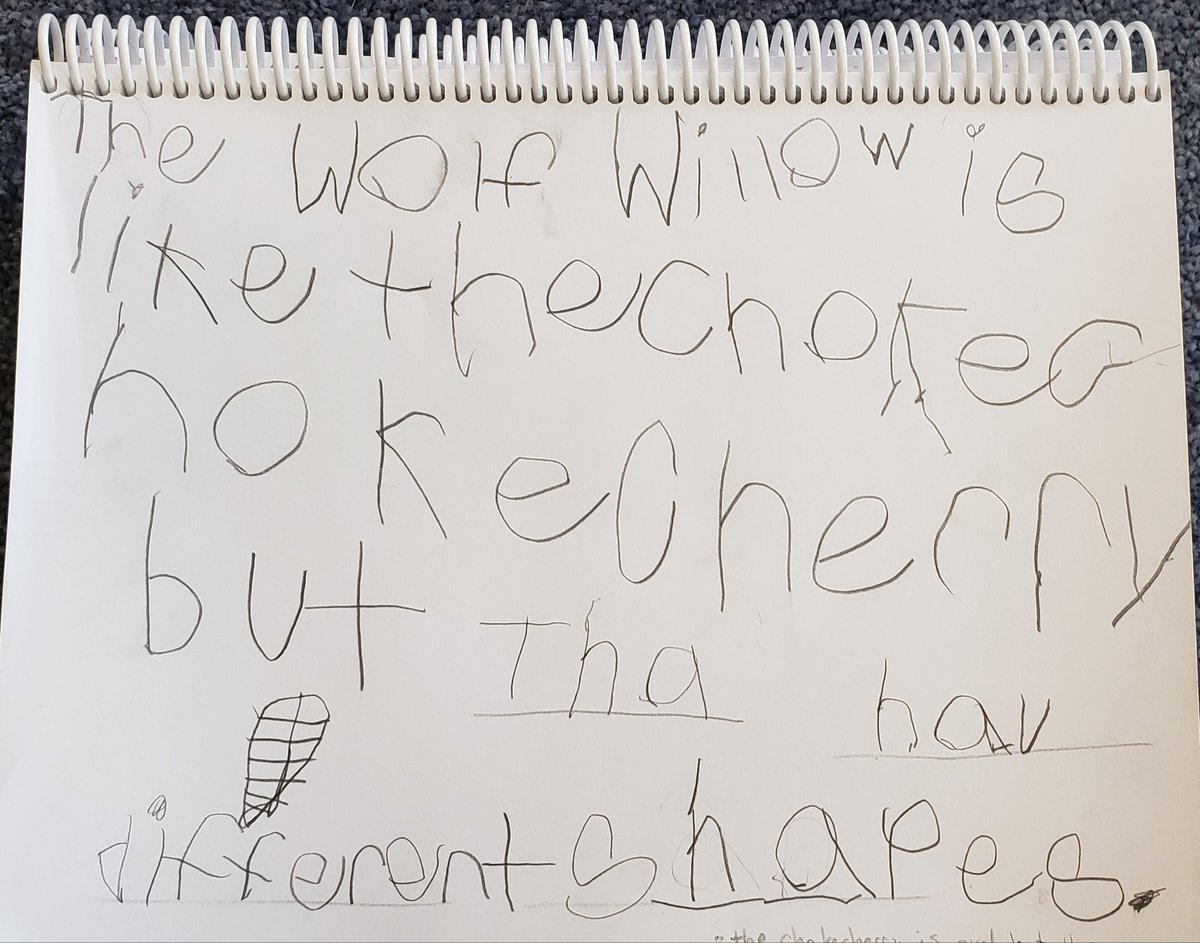 Mr. MacDonnell's Grade 1/2 tweet media