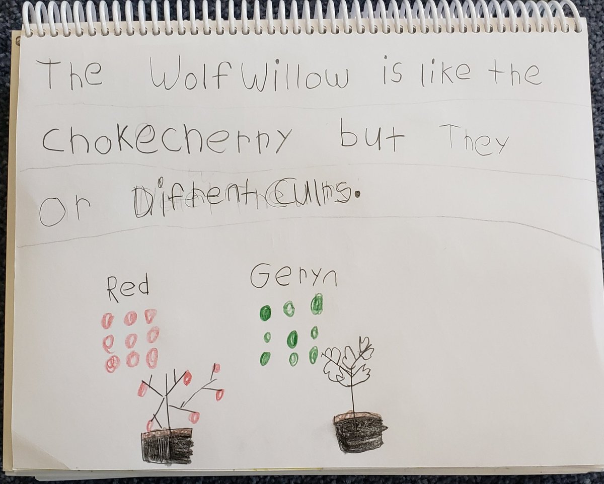 Mr. MacDonnell's Grade 1/2 tweet media