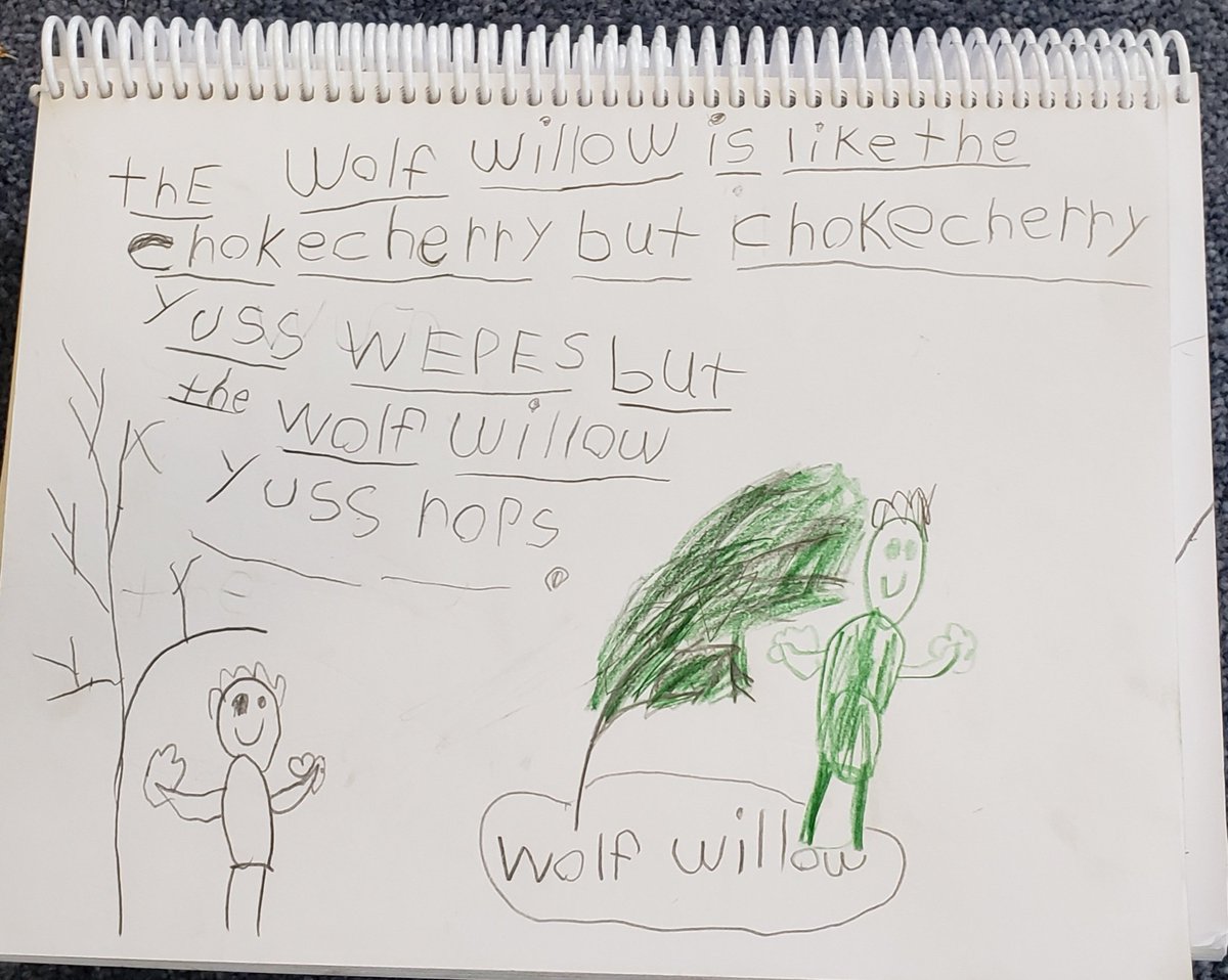 Using the word BUT to compare the plants we've explored so far this year, the Chokecherry and the Wolf Willow. @glendale_labrec @Miss_Matich <a href="/glendale_kas/">Glendale Kindergarten</a> #literacy #science #FingerSpelling