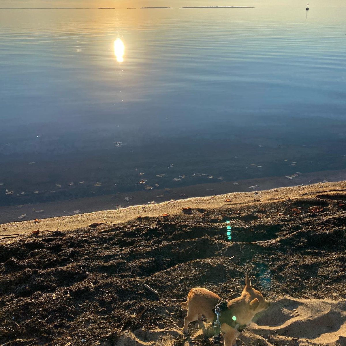 KatieHssm's tweet photo. Name a mid October sight more beautiful then this. Go ahead, I’ll wait. #lakenipissing #northlife https://t.co/wndrcritPm