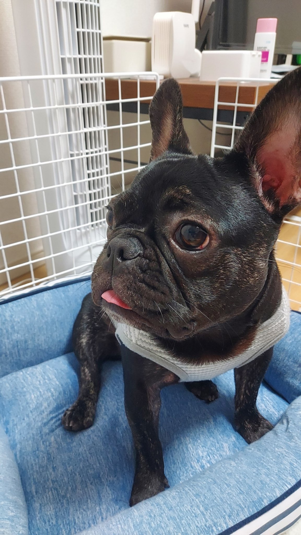 ごんち ポケモンみたい フレンチブルドッグ フレブル 犬のいる暮らし 犬のいる幸せ 犬のいる生活 T Co 6j1y6ibymd Twitter ごんち ポケモンみたい フレンチブルドッグ フレブル 犬のいる暮らし 犬のいる幸せ 犬のいる生活 T Co 6j1y6ibymd Twitter