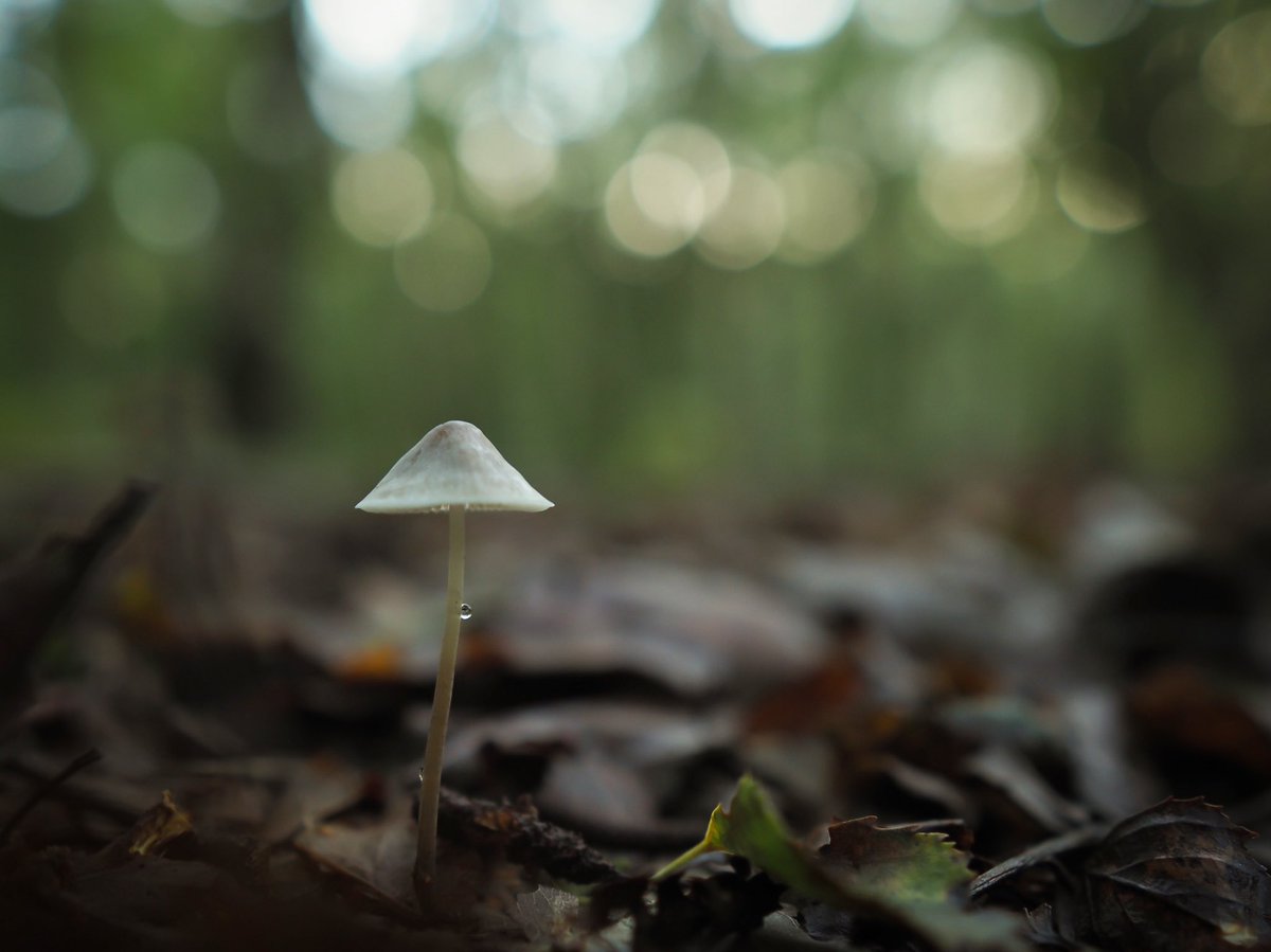 Joeynoble's tweet photo. Fairy lights in the forest! 
#bokeh #fungi #FungiFriday #Olympus #exploring #woods https://t.co/OXFUI7rCoP