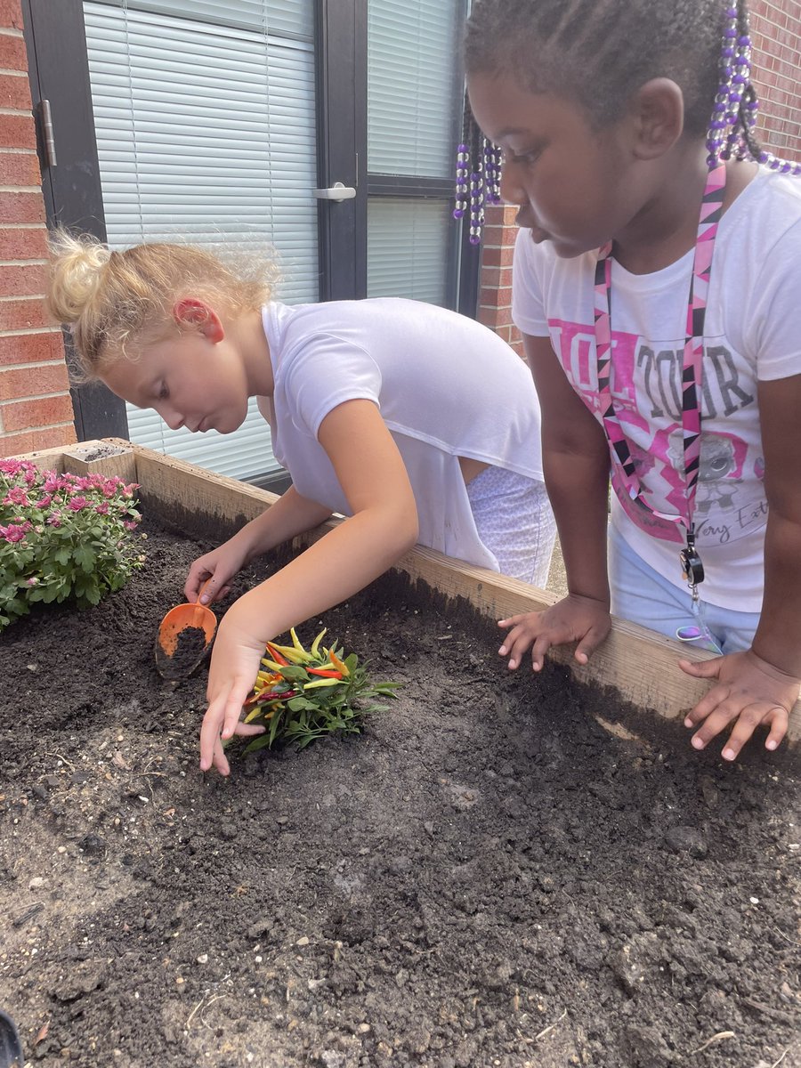 Keeping the <a href="/MohawkTrailsEl/">MohawkTrailsElem</a> garden going. We planted mums and peppers and weeded through some marigolds. Thank you <a href="/MsAndersonSPED/">Beth Anderson</a> for letting us take over! #SchenkelTurtles