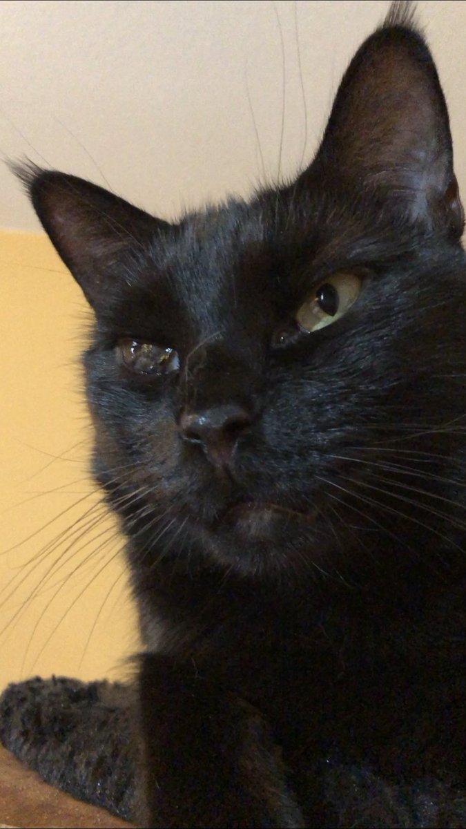 spookothecat's tweet photo. Feeling handsome might delete later #blackcats #CatsOfTwitter #halfblindcat https://t.co/V3Zx6ddurN
