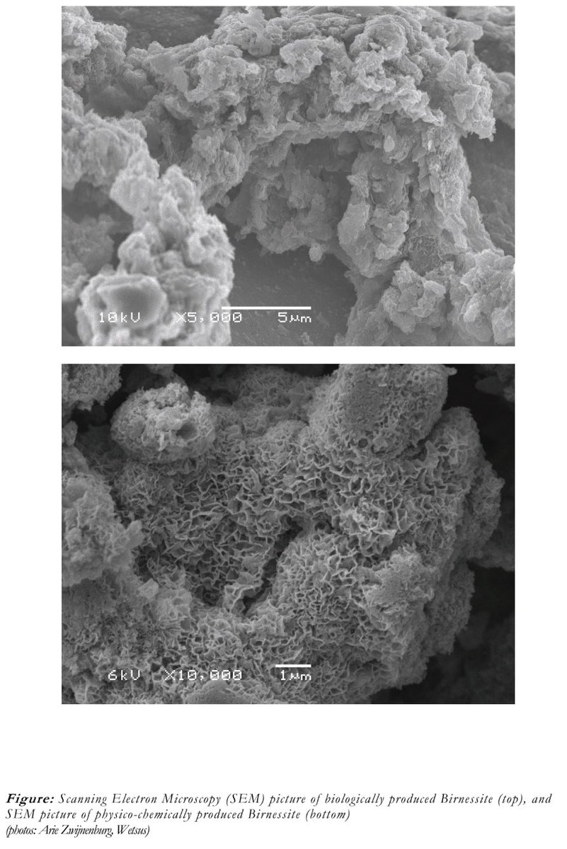 ZoreUjwal's tweet photo. As the research advances, my choice of favourite figure change too. Currently, it’s the the SEM image of Birnessite, a dominant manganese oxide found in the biofilter media utilised for drinking water treatment. What a beaut! #research
Credits- Bruins, J. (2016).
#WhereIsCYHS? https://t.co/pa5lBxVsj7
