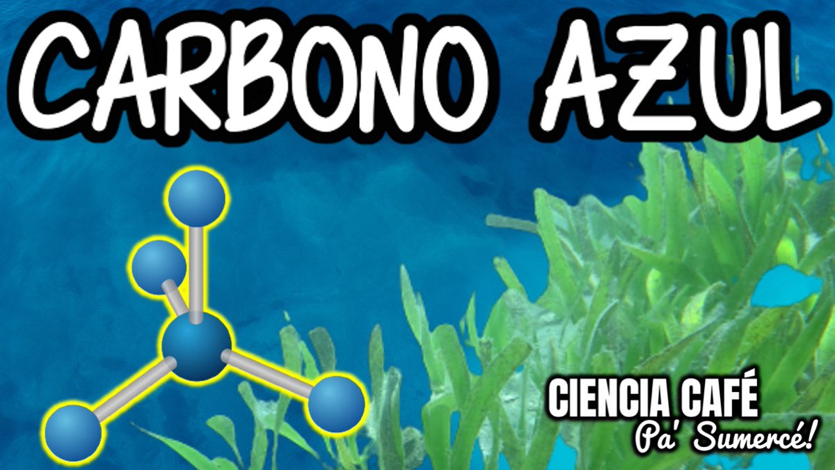 CienciaSumerce's tweet photo. Los pastos marinos le dan una muenda a los bosques en términos de almacenamiento de carbono ¿Cómo diantres lo hacen? Cristian Salinas, desde Australia, nos cuenta sobre el carbono azul y el potencial de estos pastos en Colombia 🇨🇴. VIDEO:📺 https://t.co/mLAZsyB2ih https://t.co/FgJs7u8kWv