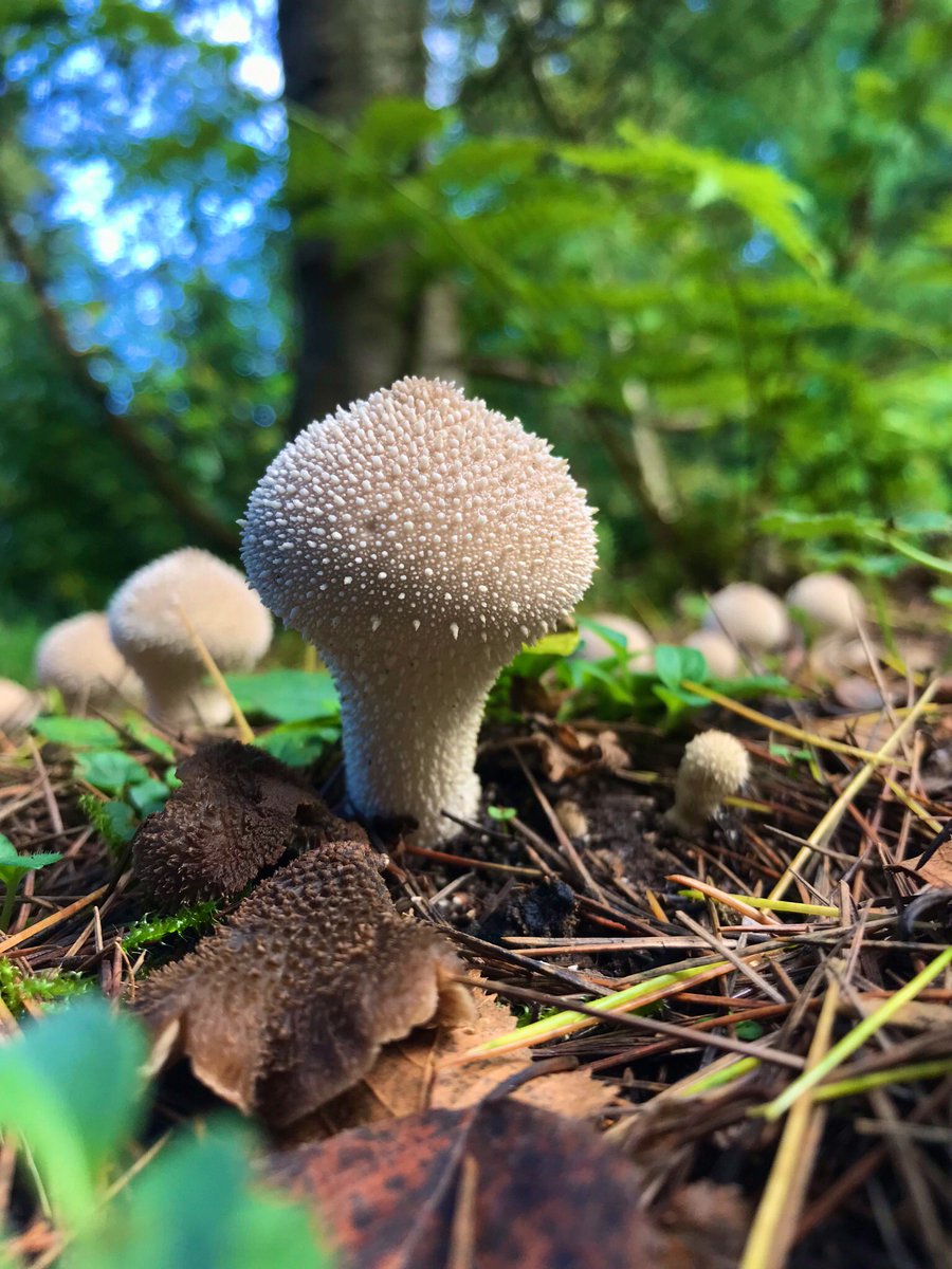 A family of puffballs 💫  #mycology #fungi #fungus #mushroomphotography #fungiphotography #mushroomsociety #mushroomhunting #mushroomlove #mushroomseason #fungilove #scottishfungi #scotlandphotography  #mushroomspotting #forage #forager #wildlife #mushlove ✨