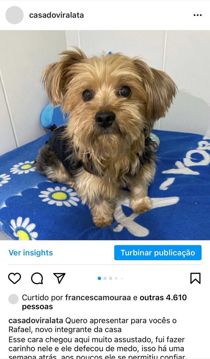 casadoviralata's tweet photo. Renato é vira-lata porte médio, dócil e tranquilo, tem 1 ano
Postei foto dele há 2 semanas, nenhum interessados, NENHUM.
Rafael é um yorkshire de 2 anos, postei agora, dez horas da noite e em 9 min recebi 8 menagens

Eu não tô triste pela Rafael, fico arrasado pelo Renato. https://t.co/CGoQnC0qLx