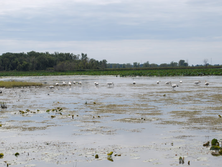 GenzSciMath's tweet image. Using photography to communicate and educate the public on the beauty and uniqueness of our local ecosystem, an @ohschools 8th grader won several awards through the @FriendsofOttawa nature photography contest. @citizenscience