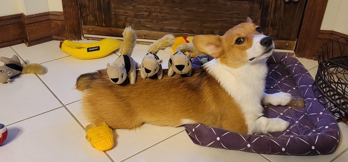 Corgi Every Hour (@corgieveryhour) on Twitter photo 