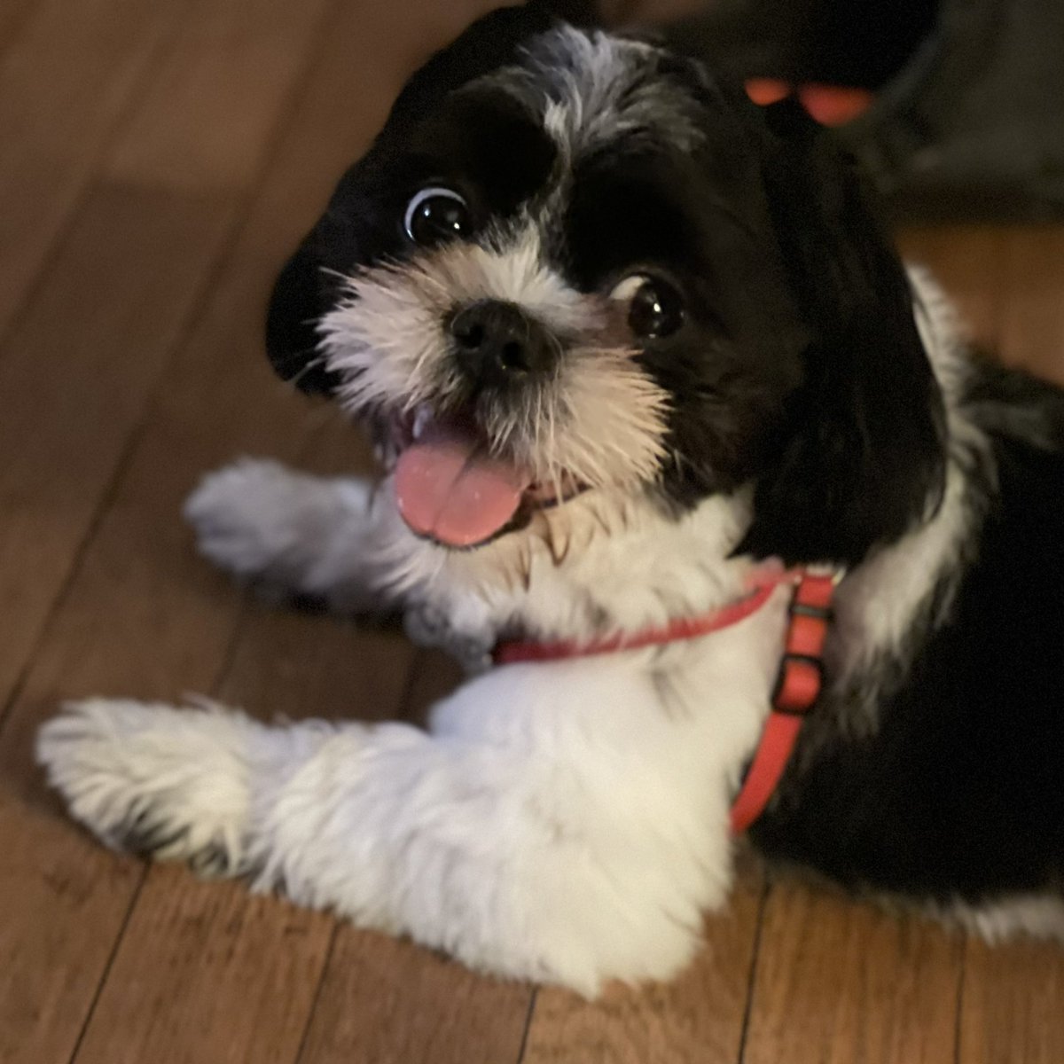 amberginx's tweet photo. One satisfied pup after his walk! https://t.co/CuJ1aj3VbL