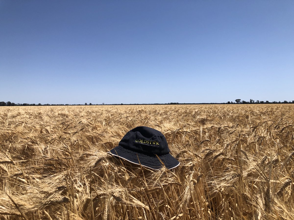 GoldstarComm's tweet image. Barley at Bungunya looking good.
#harvest21