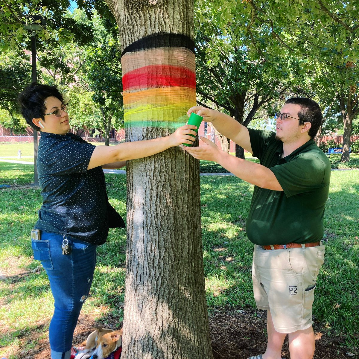 tarletonstudent's tweet photo. With the vandalism of ODIIP’s LGBTQ+ tulle wrapped trees, Tarleton Student Affairs would like to state that we do not tolerate vandalism and will continue to support the wrapping of the trees each October in honor of LGBTQ+ History Month. All Texans means all Texans. https://t.co/95WpmvpqbM