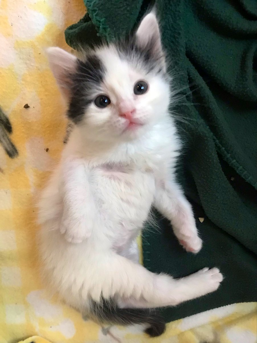 Foster_Fluff's tweet photo. Hey you. I love you.  🤍🖤#Nate #kittens #CatsOfTwitter https://t.co/9WTX51VxqN