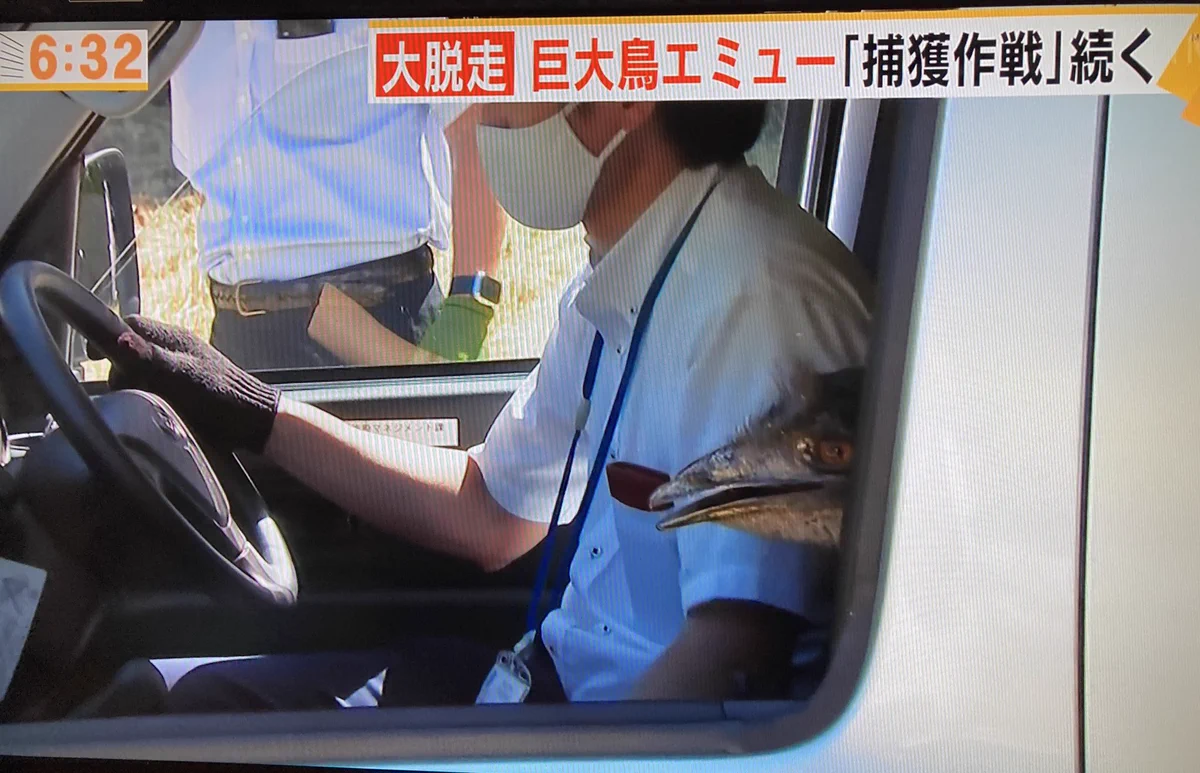 エミューを捕獲して連れて帰る時の？ドライブ感が異常www